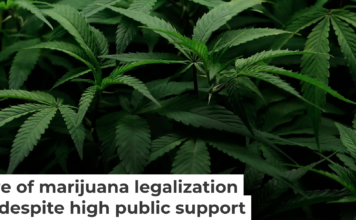 Cannabis plants are seen at Harborside Oakland Dispensary on Aug. 11, 2025, in Oakland, Calif. Justin Sullivan/Getty Images